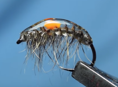 Czech Style Parasitic Shrimp