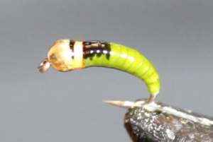 Nymph Skin caddis larvae