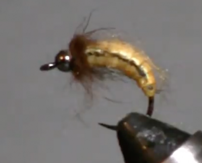 Caddiz Larva