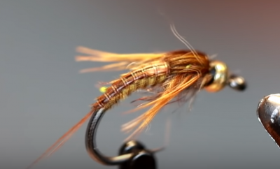 Segmented quill grayling candy