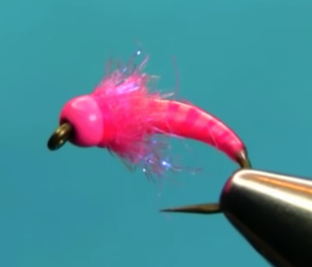 Pink Graylings Favourite Bug