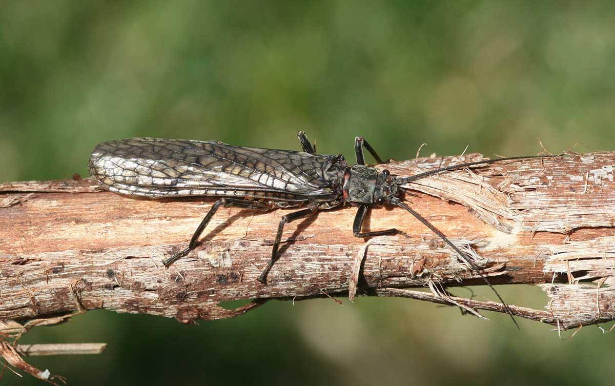 Stonefly-Dry-Salmonfly